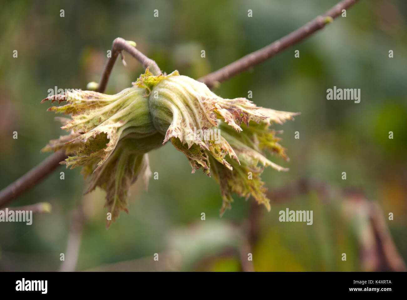 Hazelnuts.Close-up verde di nocciole fresche sul ramo dell'albero Foto Stock