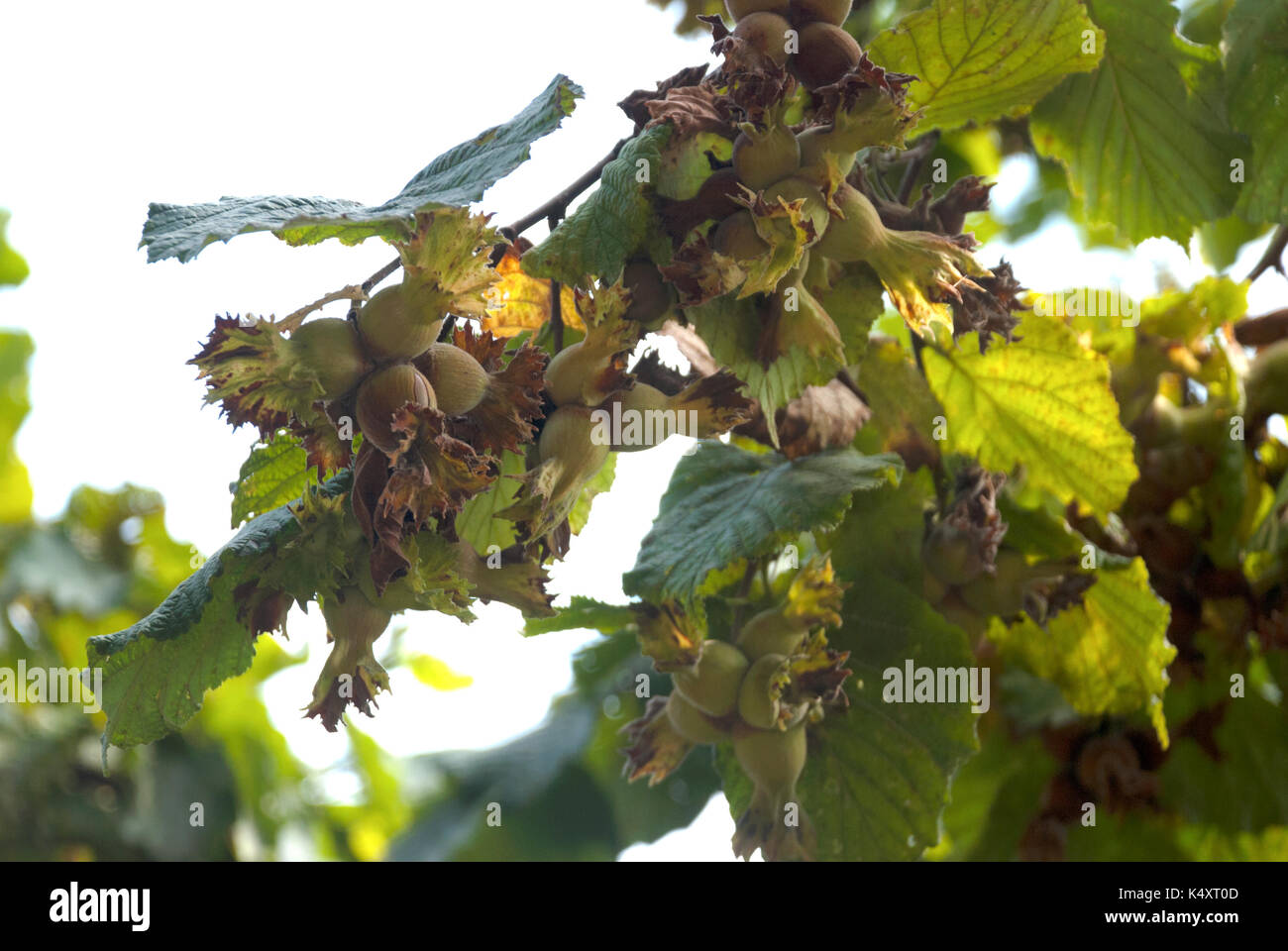 Hazelnuts.Close-up verde di nocciole fresche sul ramo dell'albero Foto Stock