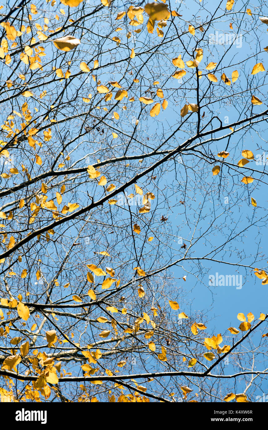 Albero con foglie di autunno contro il cielo blu Foto Stock