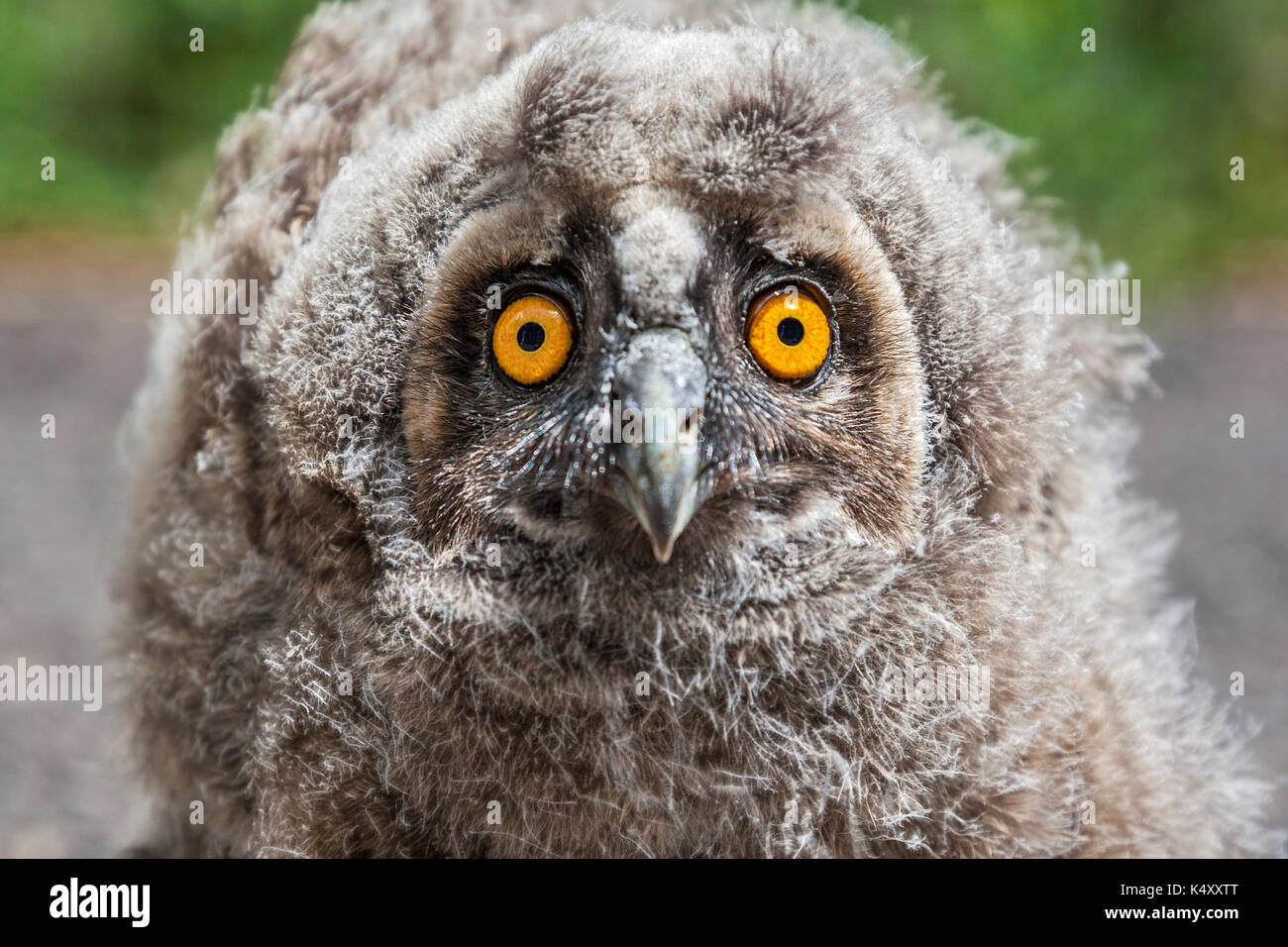 Accoccolato gufo comune ritratto, Asio otus Foto Stock
