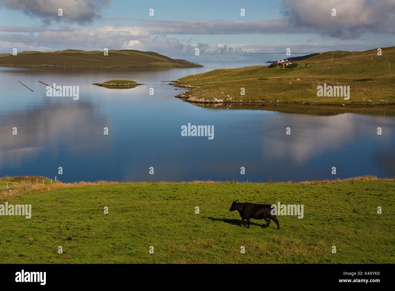 Europa, Regno Unito, Scozia, isole Shetland, Tresta, vista di " la fede Voe con allevamento di bestiame Foto Stock