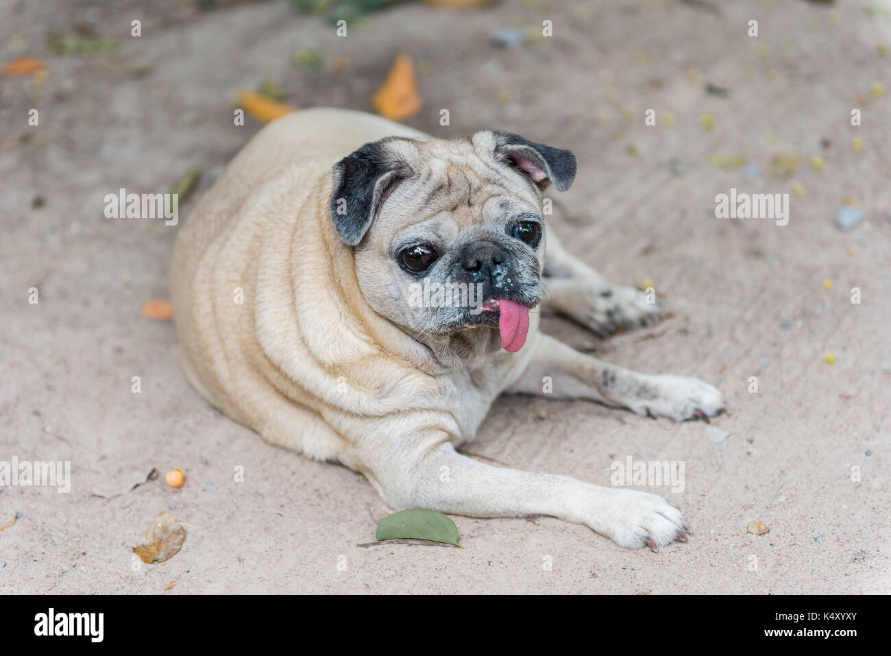 Stanco carino cane marrone pug seduto in sporcizia con lingua fuori, cane Pug in cerca di proprietario in sporcizia Foto Stock