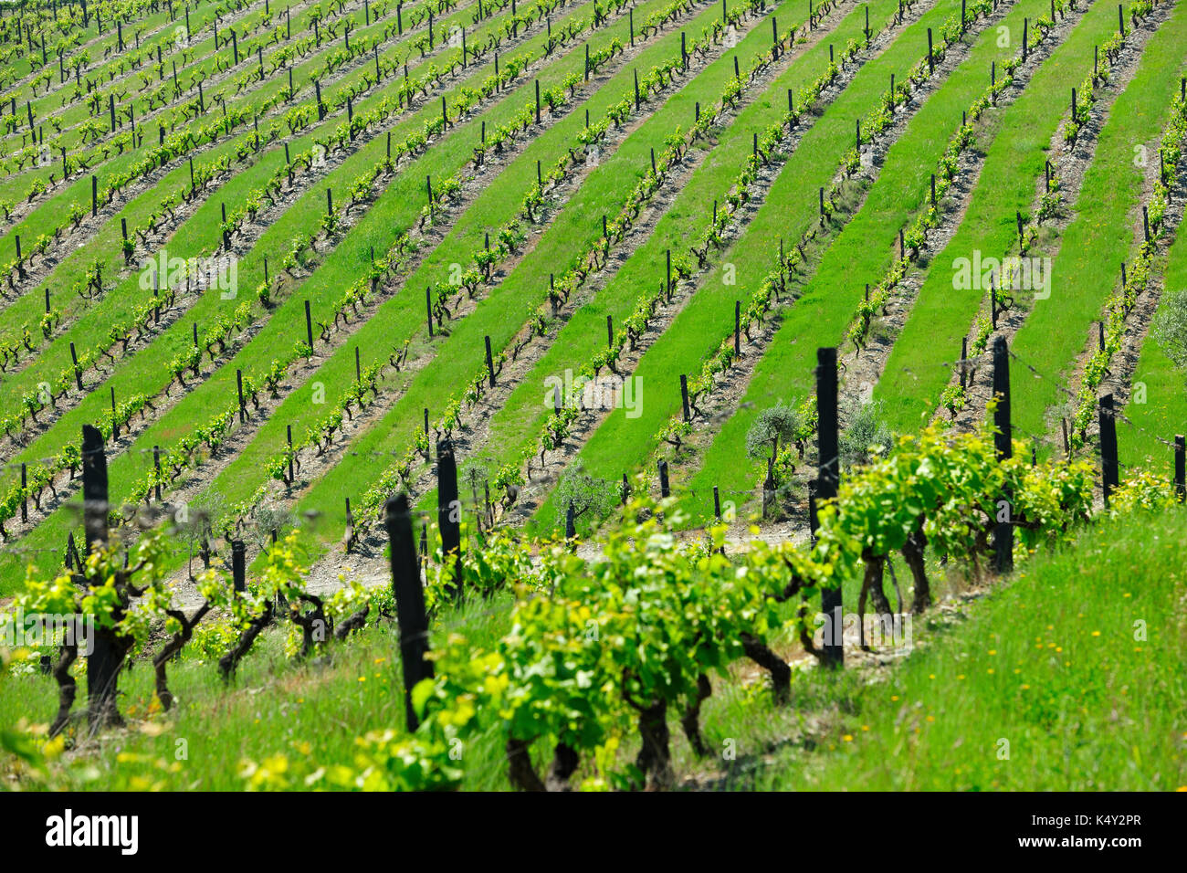 Vigneti di São João da Pesqueira, patrimonio mondiale dell'UNESCO. Alto Douro, Portogallo Foto Stock