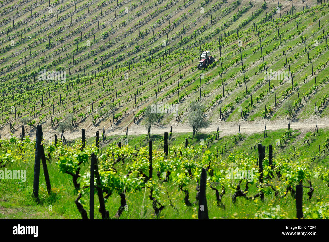 Vigneti di São João da Pesqueira, patrimonio mondiale dell'UNESCO. Alto Douro, Portogallo Foto Stock