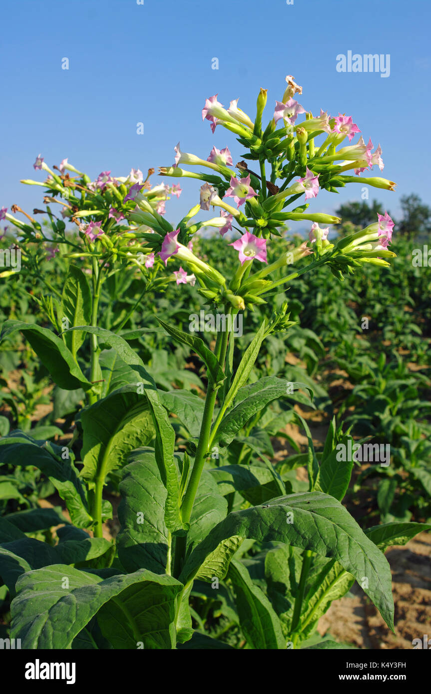 Un campo di Pontecorvo (Italia) con piante di Nicotiana tabacum, il tabacco comune, dall'nightshade famiglia delle solanacee Foto Stock