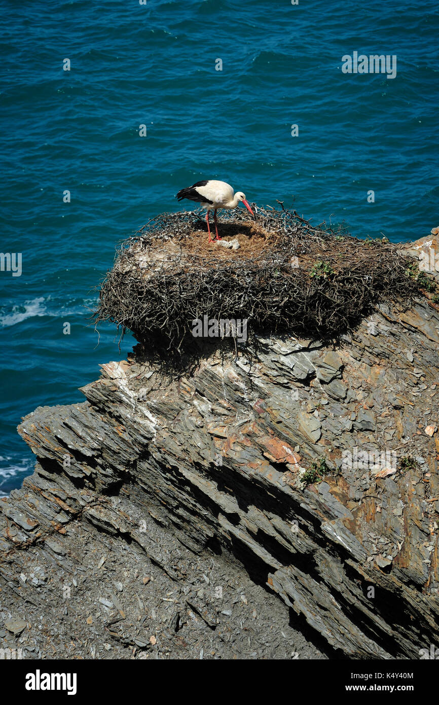 Cicogna con i cubetti in primavera. Il Parco Naturale Sudoeste Alentejano e Costa Vicentina, nel sud del Portogallo, è l'unico luogo al mondo dove Whi Foto Stock