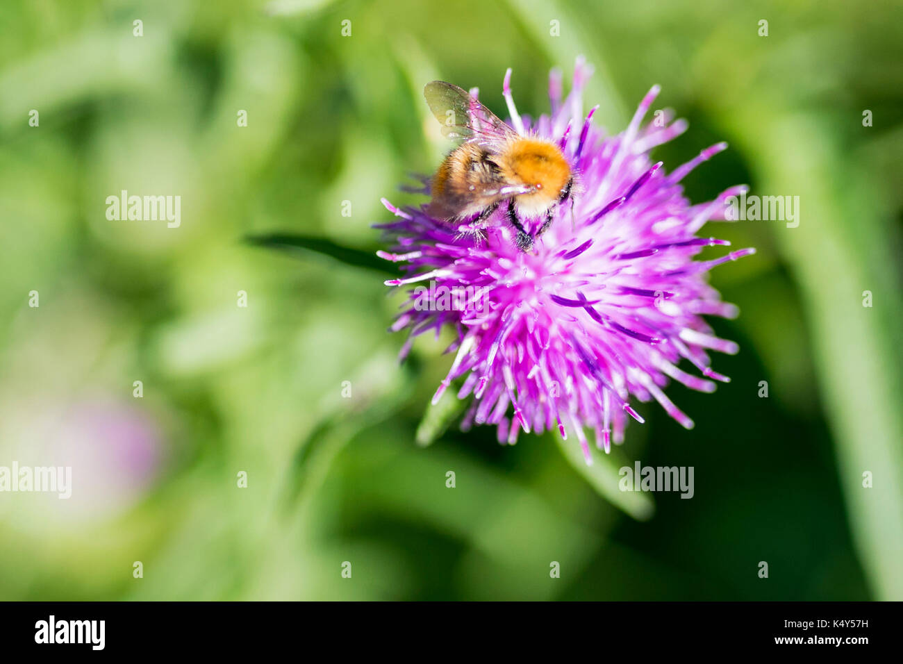 Carda comune Bee vicino sul bellissimo Centaurea Scabiosa Fiordaliso fiore Foto Stock