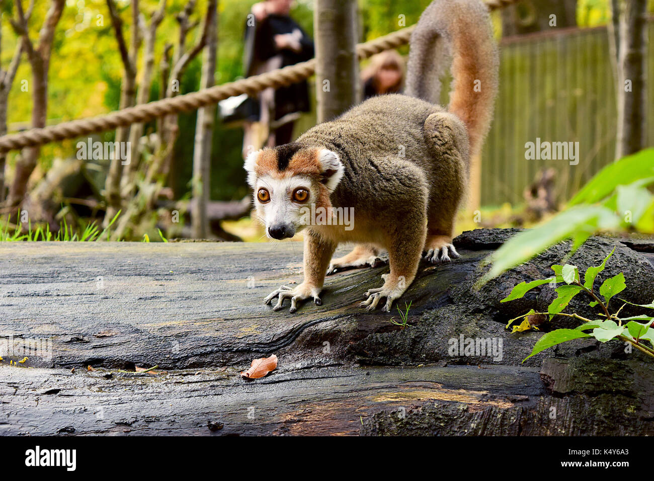 Lemur fotografato presso lo zoo di Edimburgo Foto Stock