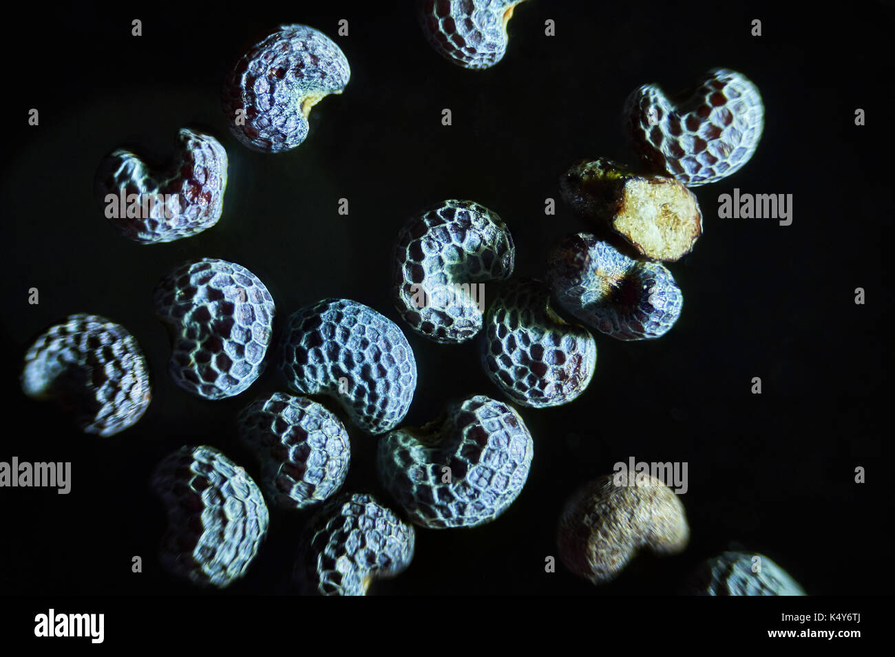 Microscopiche di semi di papavero da oppio Papaver somniferum. germogli bagnato dal microscopio. sostanze stupefacenti, farmaci oppiacei e di stabilimento alimentare. super macro close-up Foto Stock