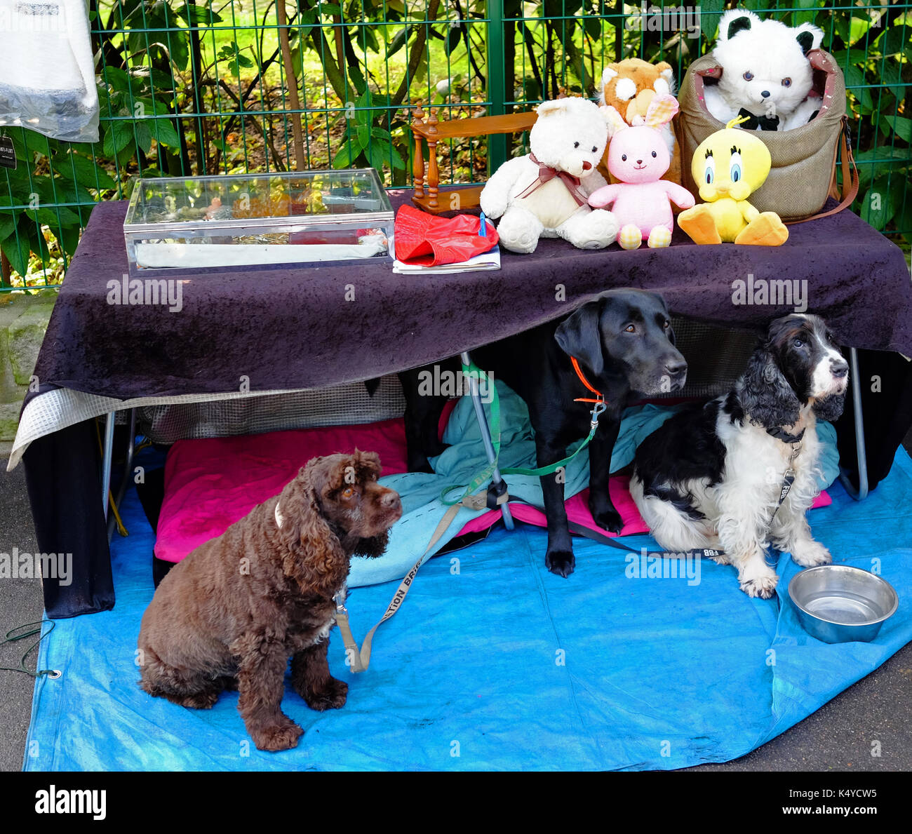 3 cani di differenti razze che guardano nella stessa direzione presso la Porte de Vanves Mercato delle Pulci a Parigi in una Domenica mattina Foto Stock