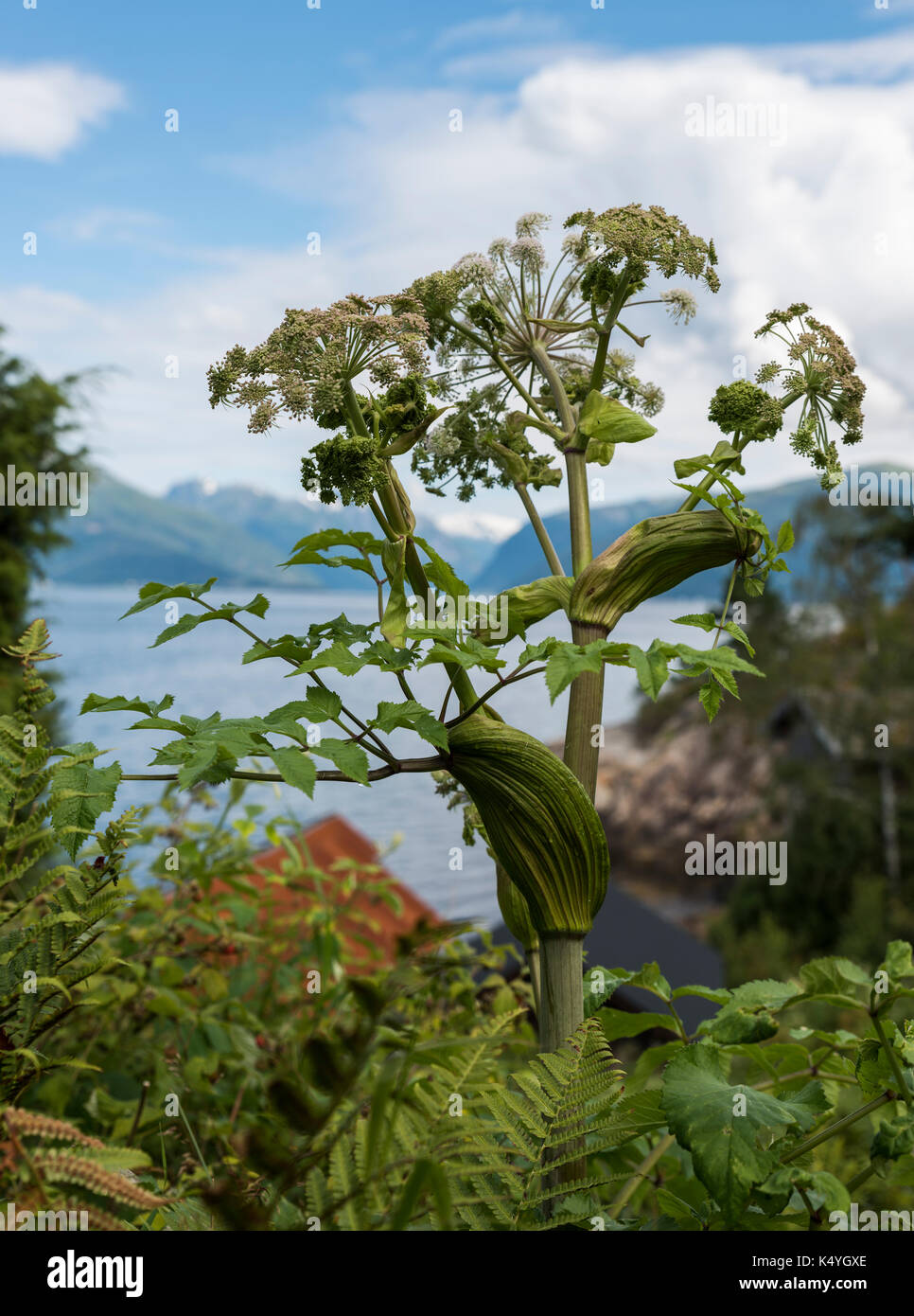 Heracleum sphondylium wild pisisonous dangrous impianto in Norvegia al sognefjord Foto Stock