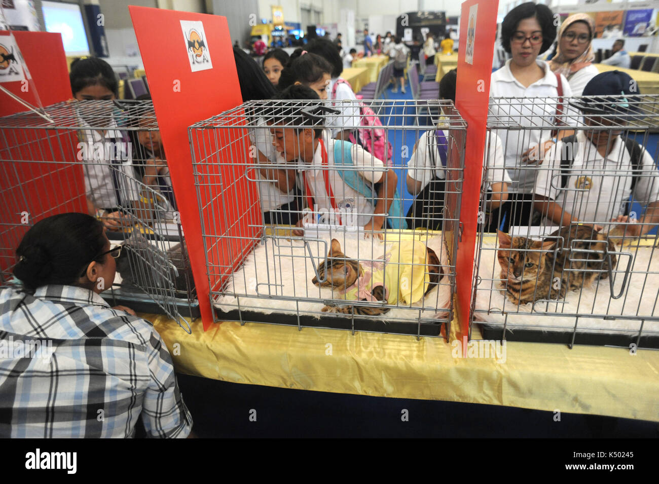 Sud tangerang, Indonesia. 8 Sep, 2017. agli studenti di guardare alcuni gatti all'interno di gabbie durante l Indonesia animali domestici expo 2017 nel sud di Tangerang, Indonesia, sept. 8, 2017. Questo evento organizzato da sett. 8 a 10 si concentra sulla salute e aspetti medici degli animali e delle industrie collegate. Credito: agung kuncahya b./xinhua/alamy live news Foto Stock