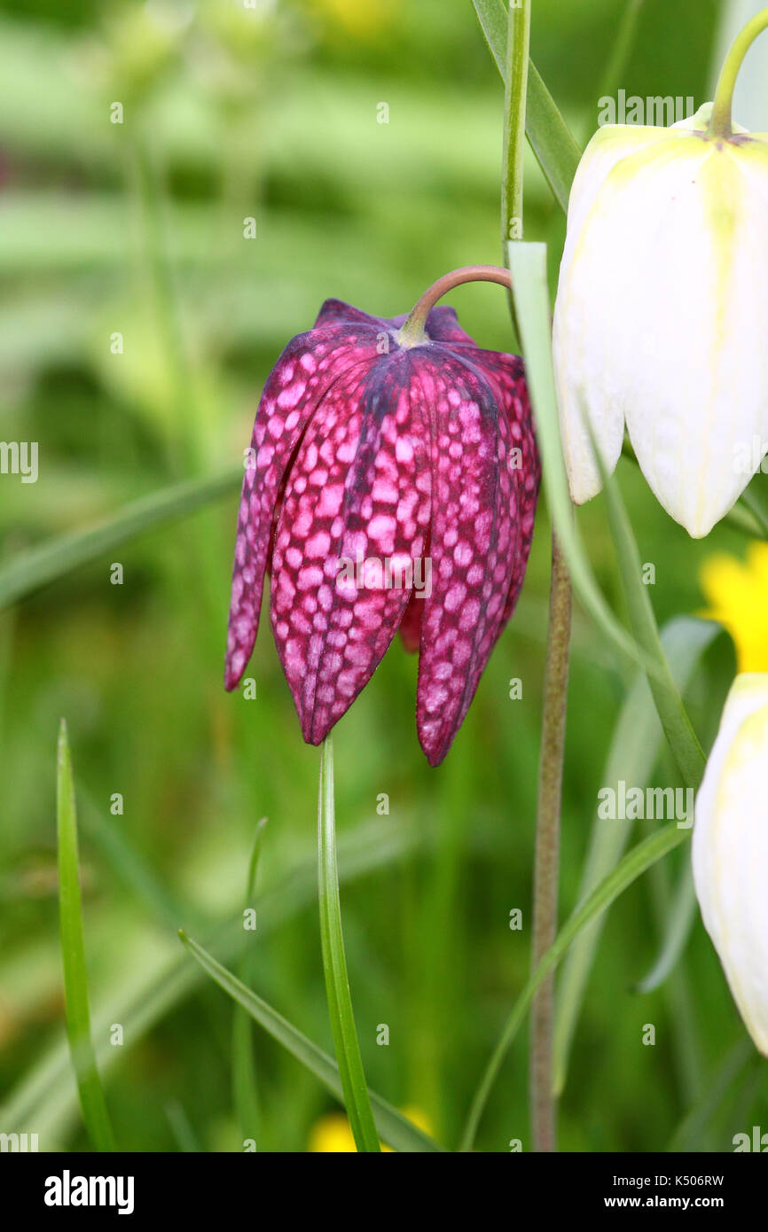 Serpenti testa fritillary fiore Foto Stock