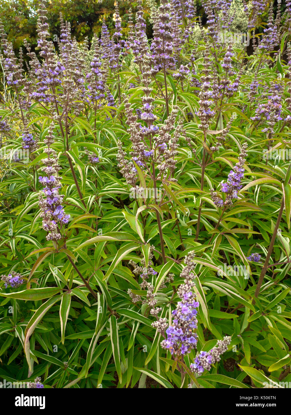 Fiori di Vitex agnus-castus di latifoglie albero casto Foto Stock