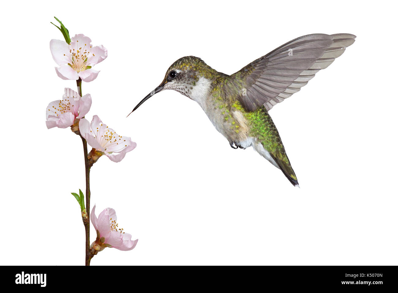 Un rubino throated hummingbird posiziona il puntatore del mouse su una rosa di alberi da frutta fiore. La sua linguetta freccette verso la stame e pistillo di alla ricerca del bloom dolce nec Foto Stock