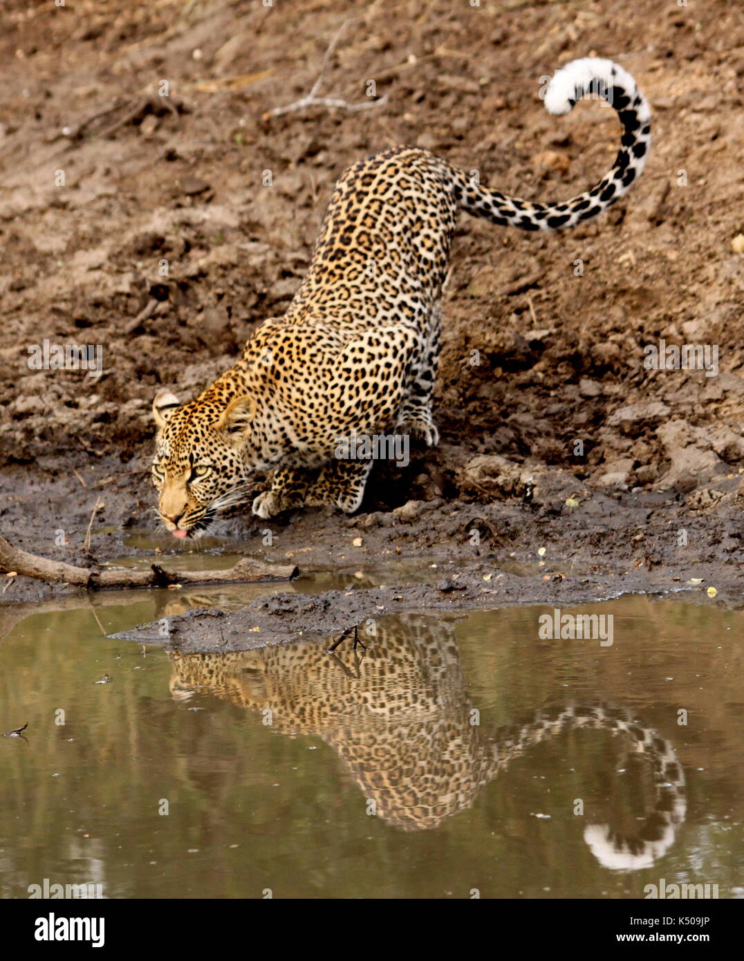 Leopard bere da un foro di irrigazione, londolozi, sud africa Foto Stock