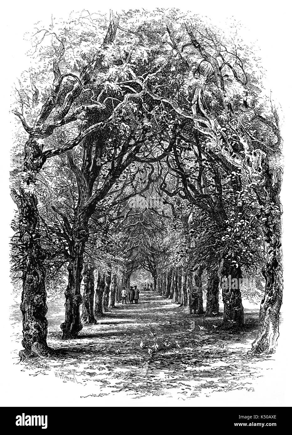 1870: La calce a Piedi del Trinity College, eventualmente date a 1680s quando parti formali del giardino sono stati stabiliti, Oxford University, Inghilterra Foto Stock