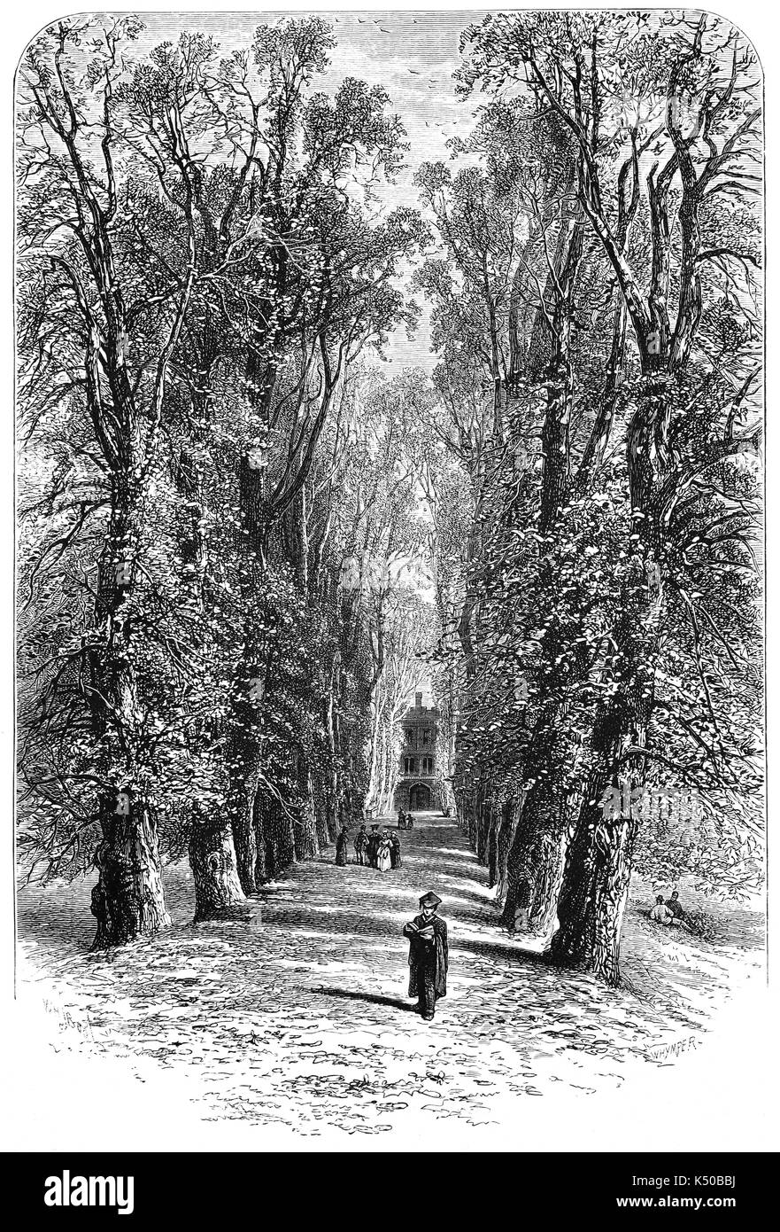 1870: Viale dei tigli e dei ciliegi, nel Trinity College, Università di Cambridge, Inghilterra. Foto Stock
