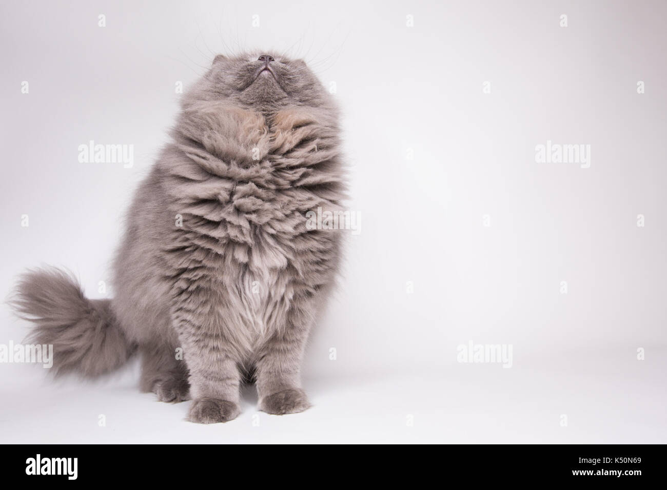 Grigio a fluffy cat Foto Stock Grigio a fluffy cat Foto Stock