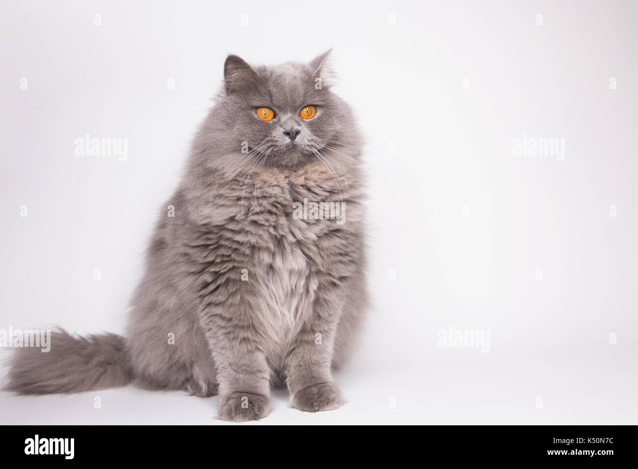 Grigio a fluffy cat Foto Stock Grigio a fluffy cat Foto Stock
