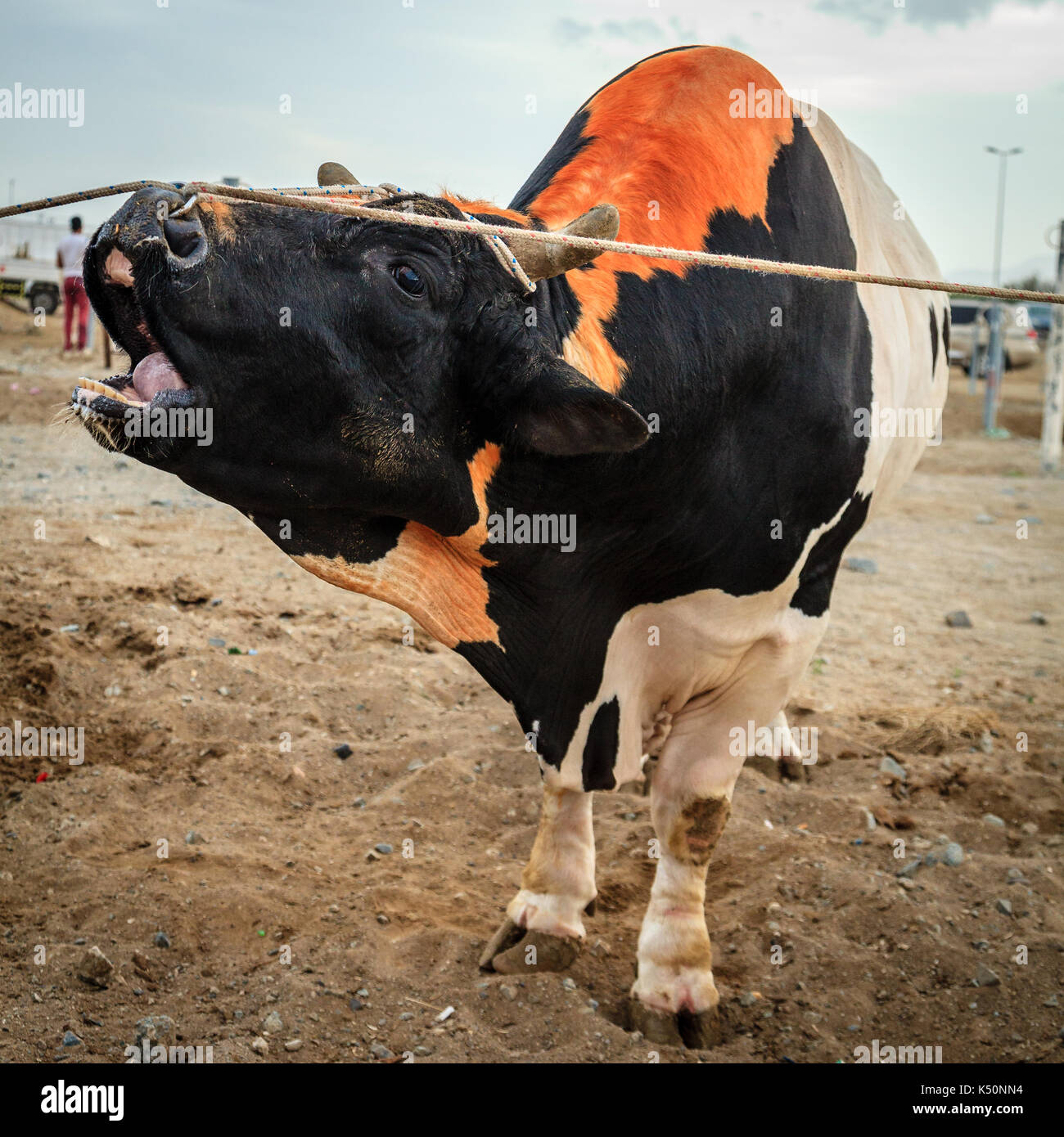 I tori sono legati come essi attendono il loro turno di lotta nelle tradizionali corride in Fujairah, Emirati arabi uniti Foto Stock