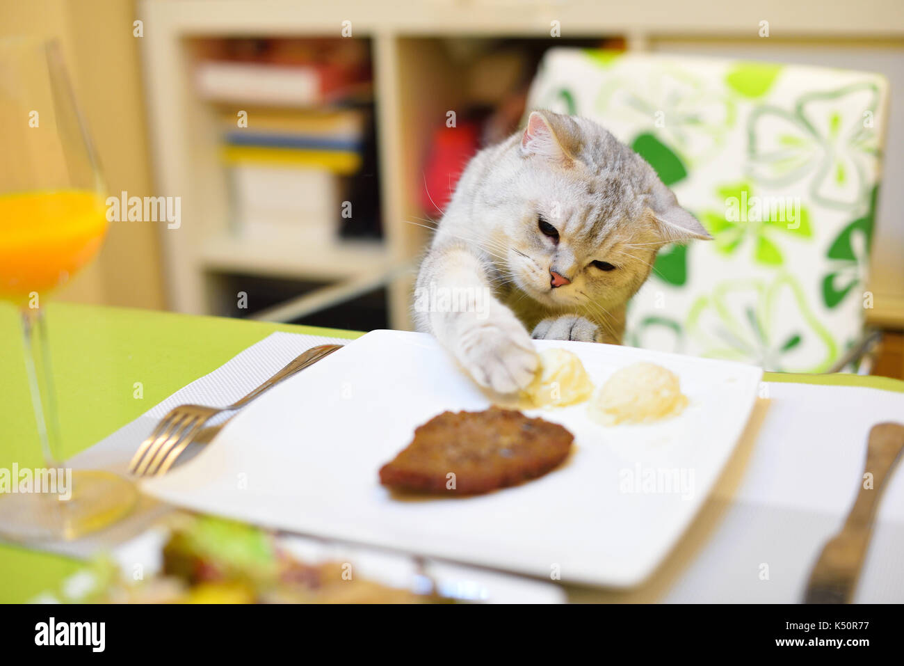 A Scottish Fold di mangiare il cibo sulla tavola. Foto Stock