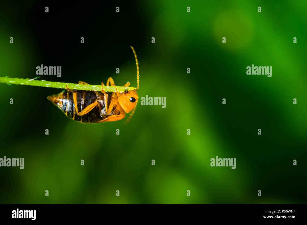 Piccolo bosco insetti appeso o assunzione di cibi da piante Foto Stock