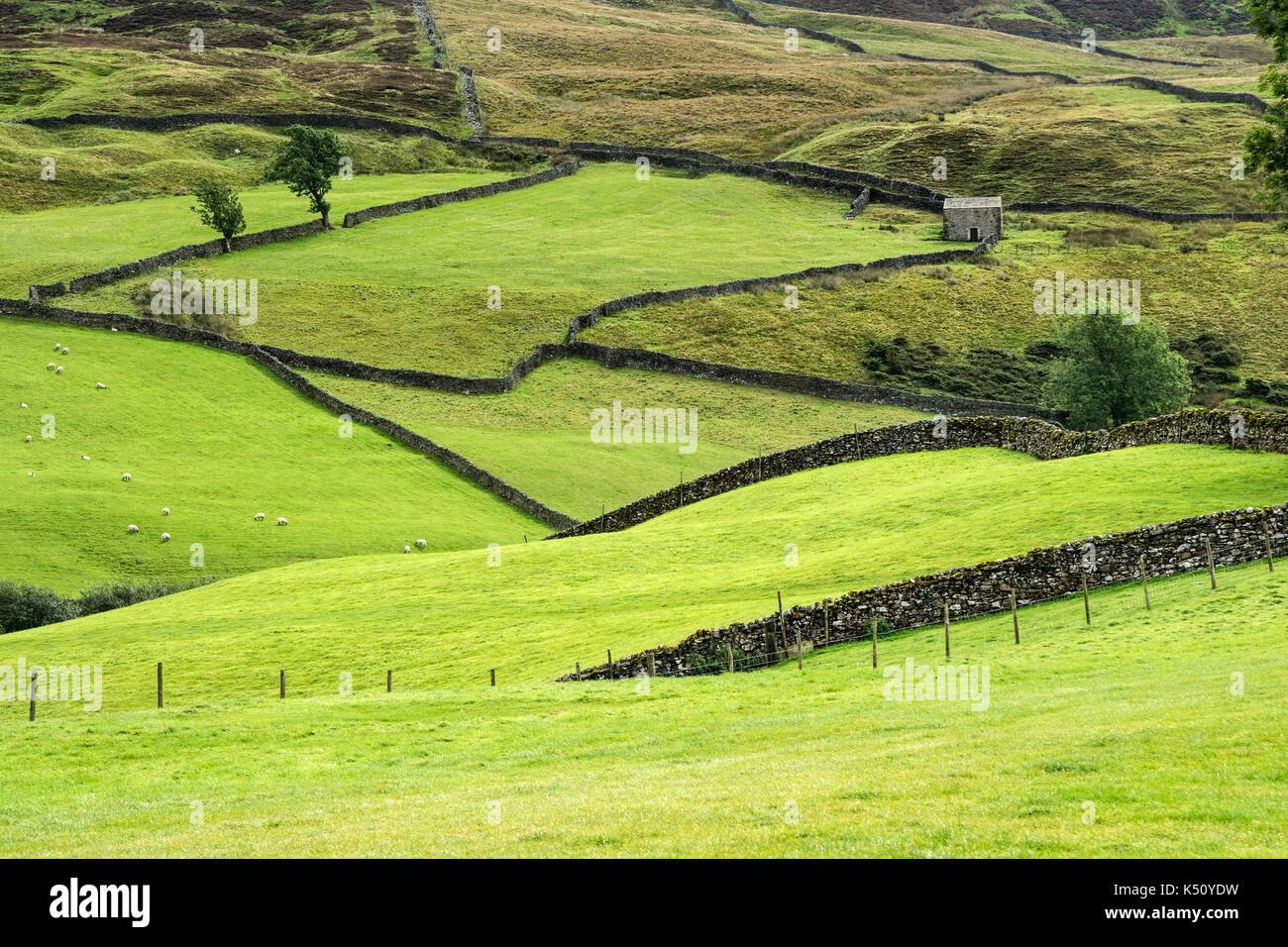 Un tradizionale Yorkshire Dales paesaggio agricolo di muri in pietra a secco, campi e fienile vicino Keld, Swaledale, Yorkshire Dales, REGNO UNITO Foto Stock