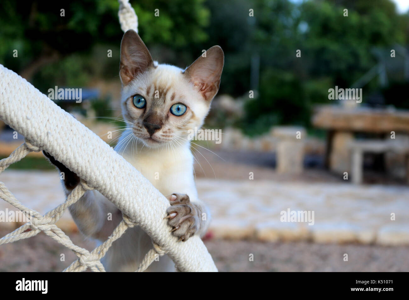 Snowbengal, seal lynx point Spotted Tabby, giocando in giardino Foto Stock