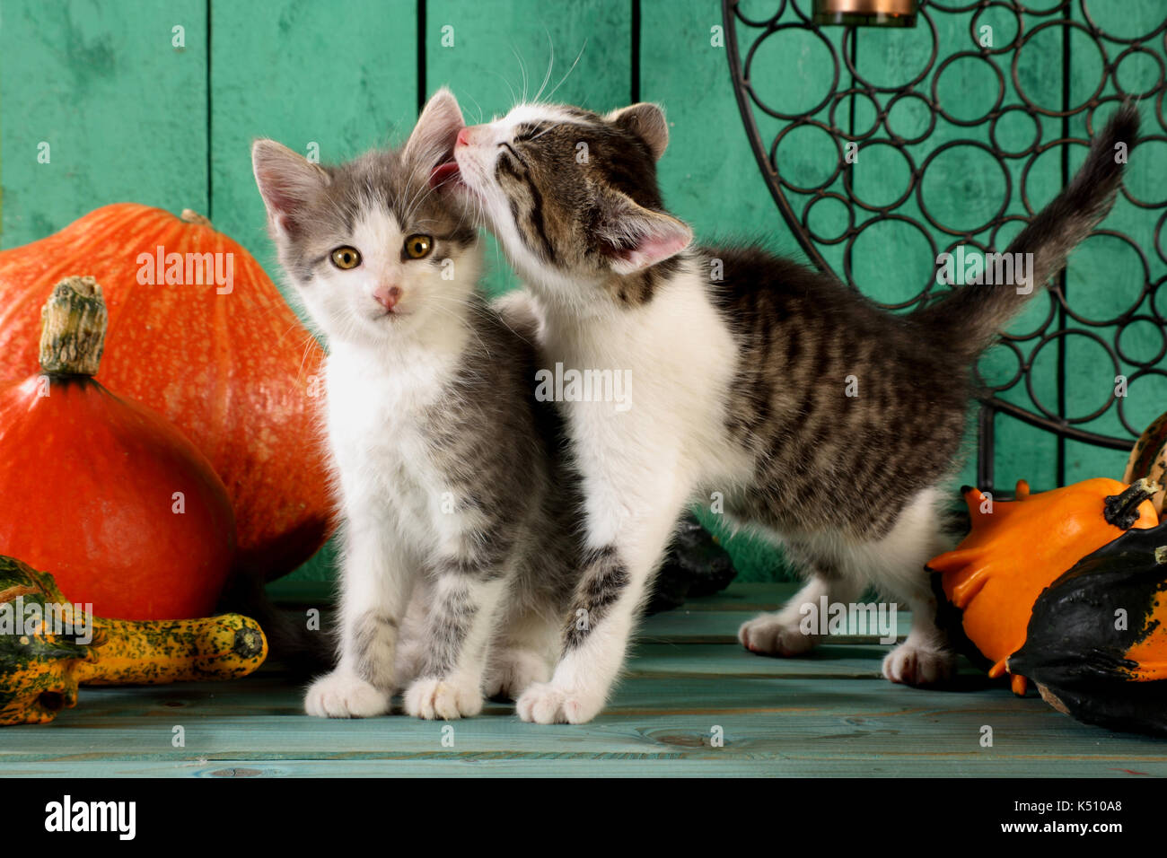 Due gattini coccole Foto Stock