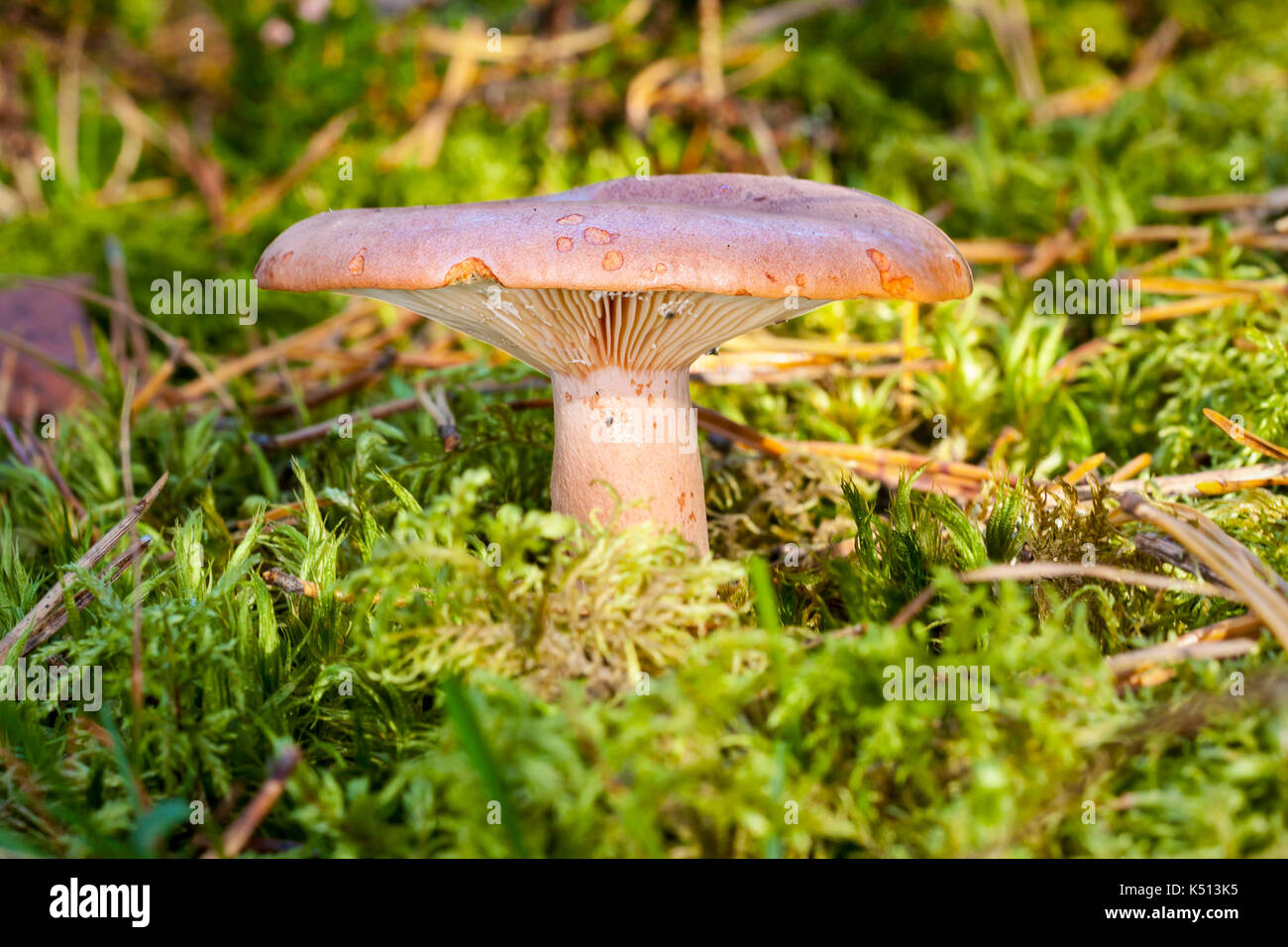 Piastra fungo lactarius helvus nella foresta Foto Stock