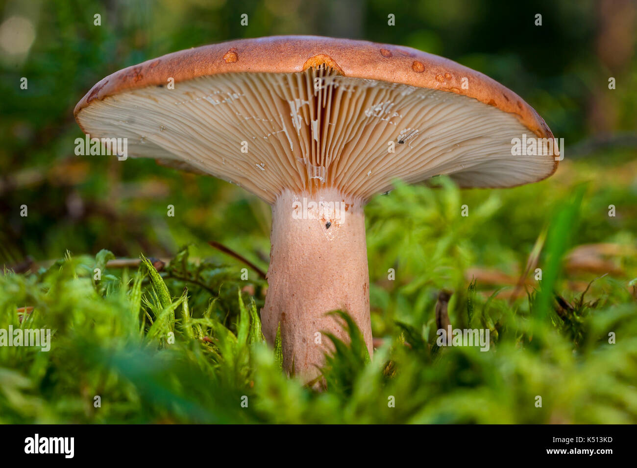 Piastra fungo lactarius helvus nella foresta Foto Stock