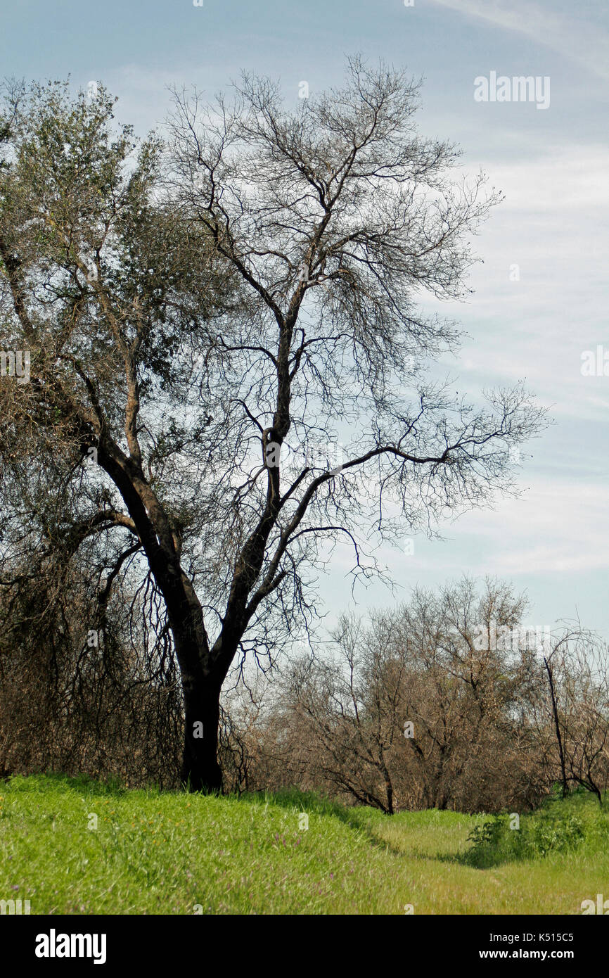 La ricrescita forestale dopo arson fire, sacramento County in California Foto Stock