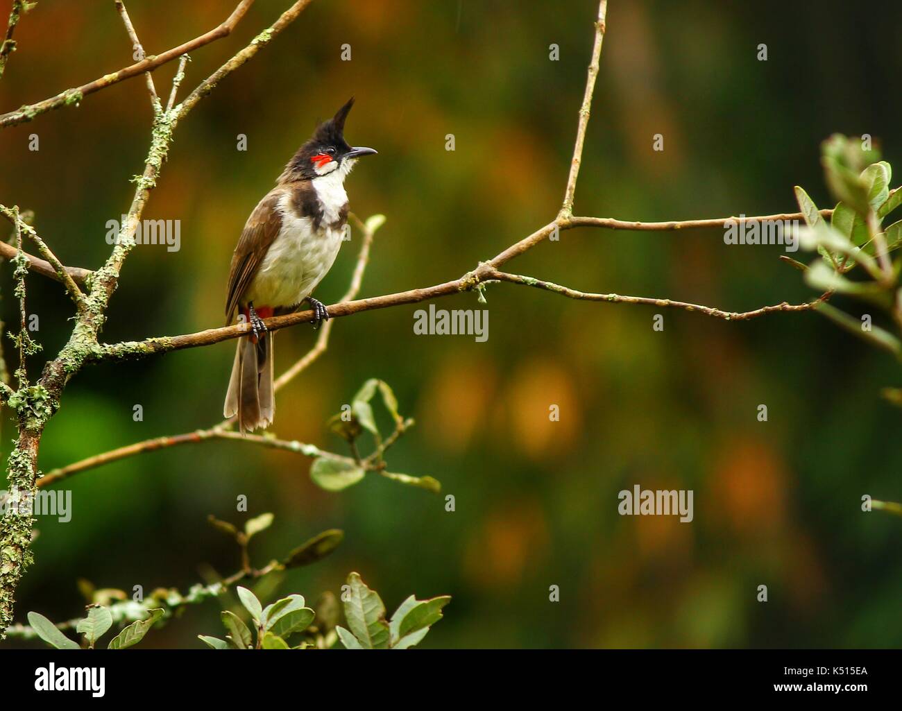 Per il bird watching. Foto Stock