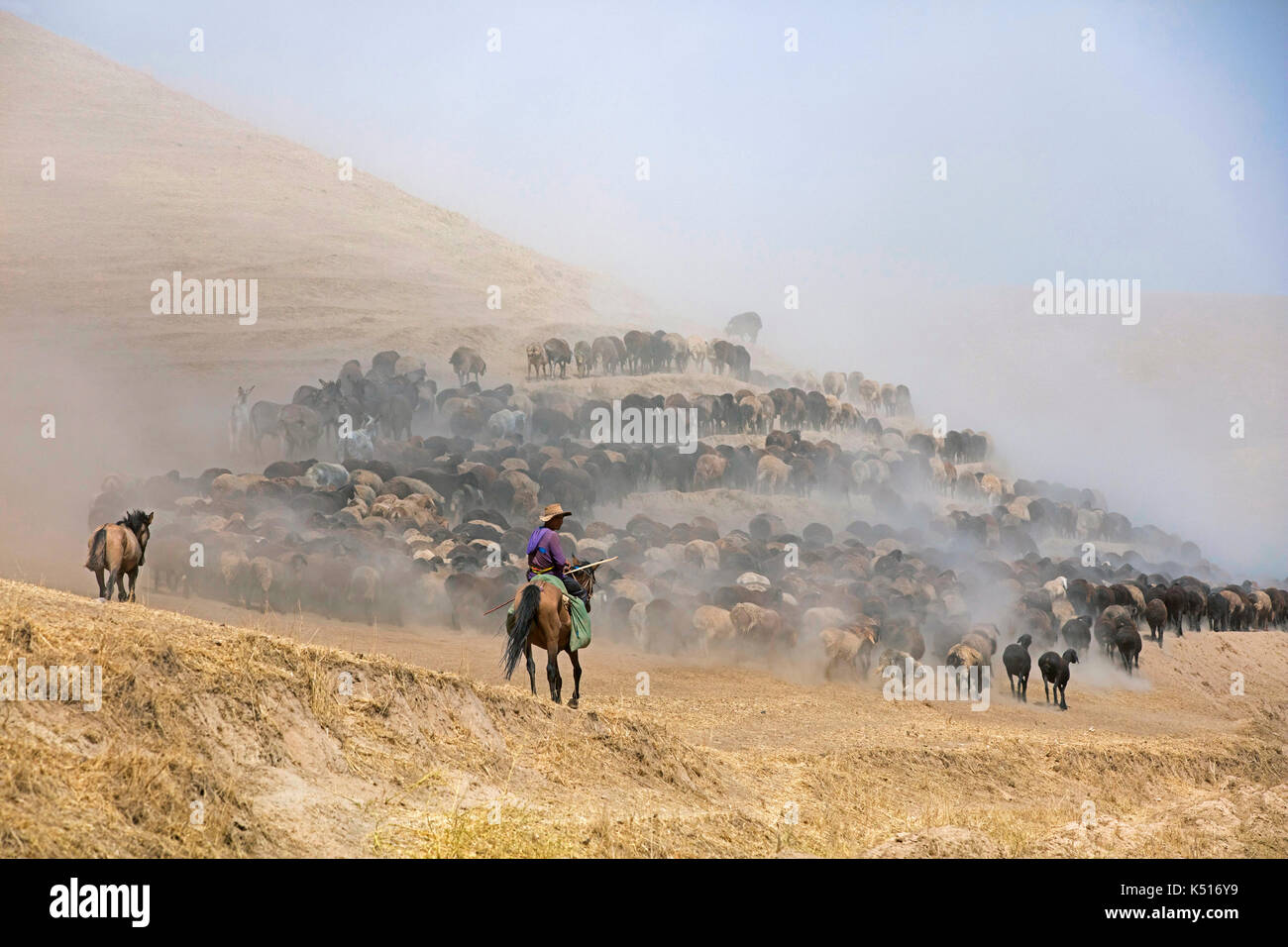 Giovane pastore tagiko a cavallo imbrancandosi gregge di pecore e asini nel deserto lungo la strada del Pamir in Tagikistan Foto Stock