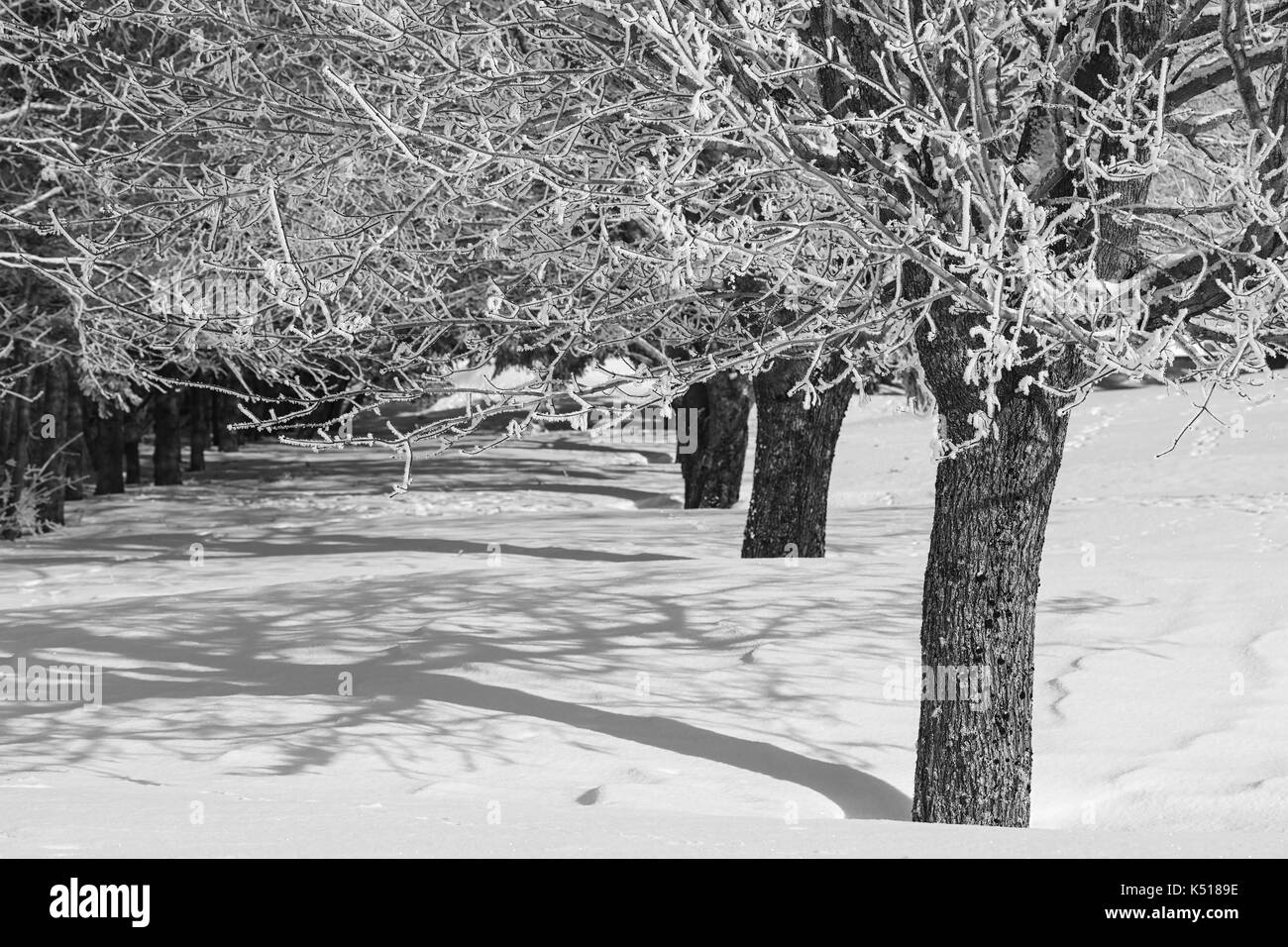 Alberi di acero coperto di neve. Foto Stock