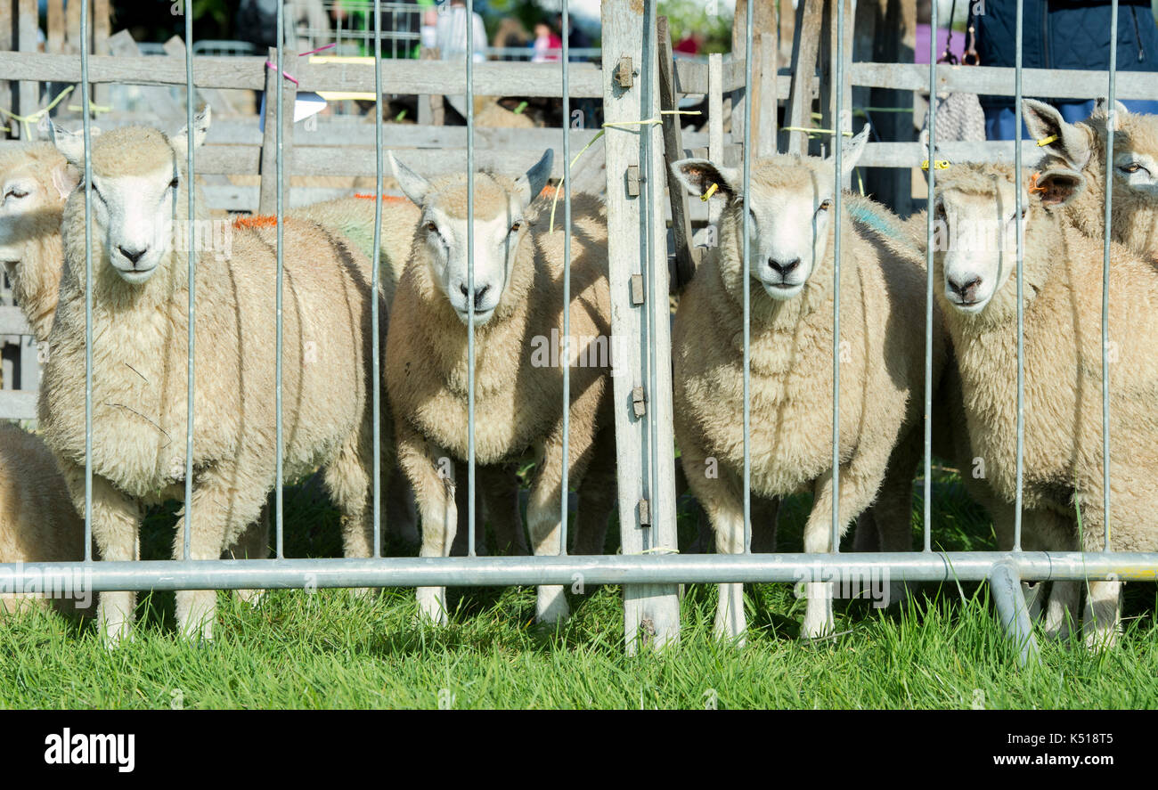 Quattro gli agnelli in una penna a Moreton in Marsh spettacolo agricolo, Cotswolds, nel Gloucestershire. Regno Unito Foto Stock