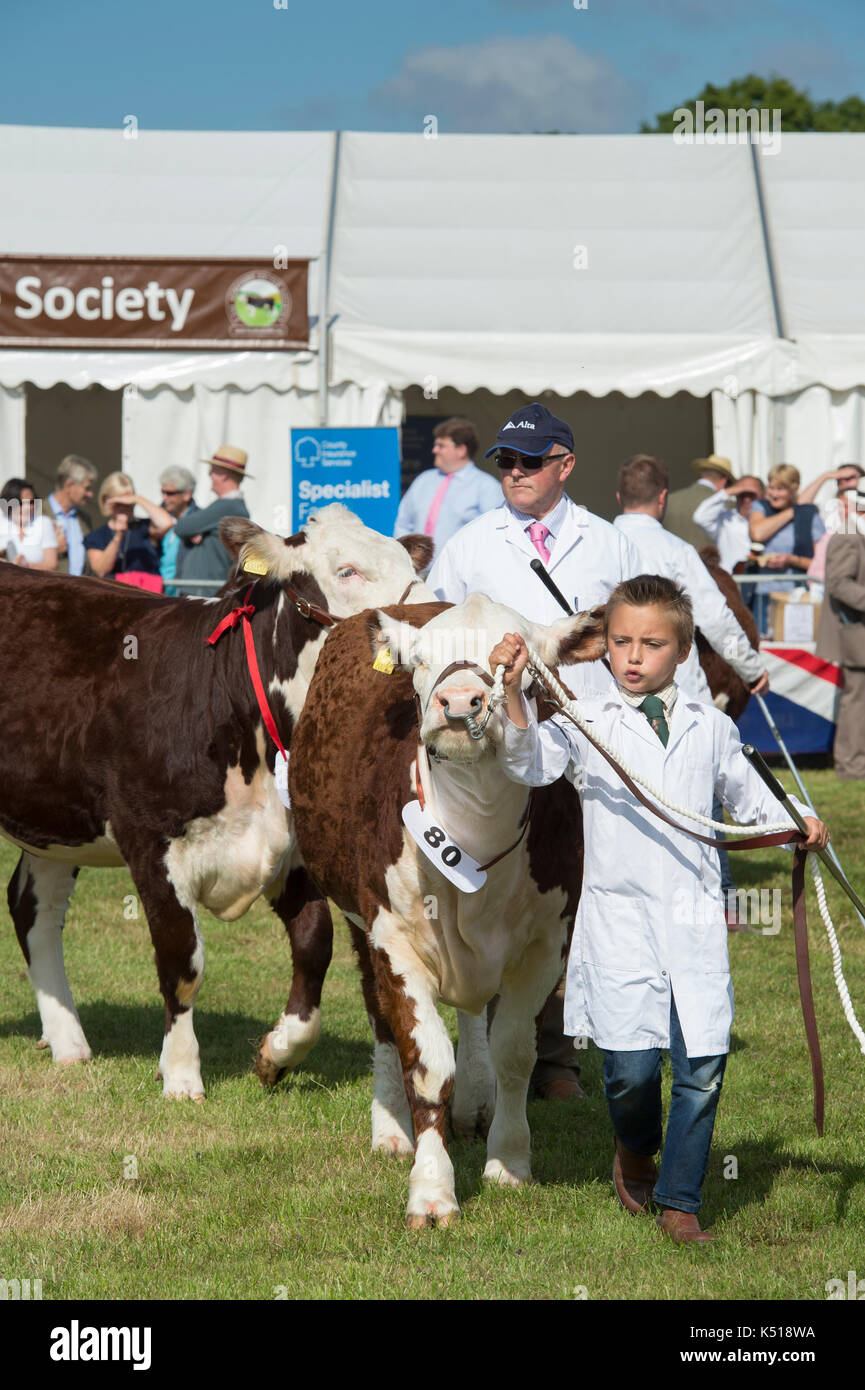 Il bestiame hereford società. Bos taurus. Ragazzo che mostra un Hereford vacca a Moreton in Marsh paese mostrano, Cotswolds, nel Gloucestershire. Regno Unito Foto Stock