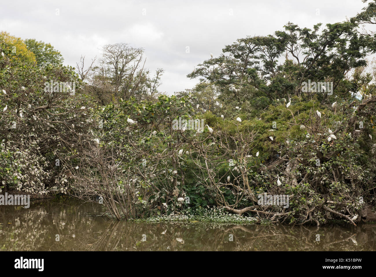 Garzetta colony sono ' appollaiati sul lago al botanico e il giardino zoologico di Tsimbazaza, Antananarivo, Madagascar Foto Stock