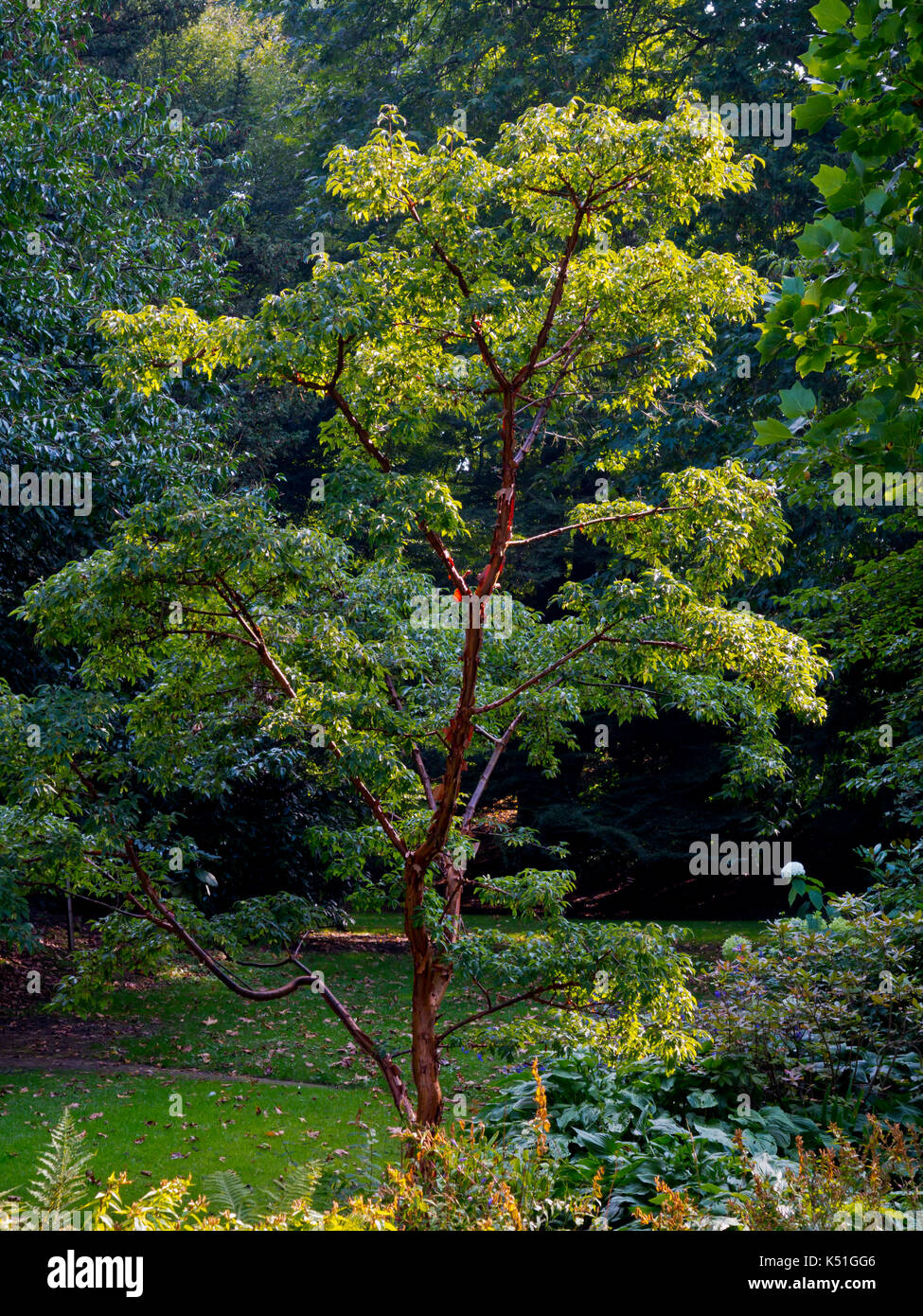 Il giardino a Melbourne Hall una maestosa casa in sud Derbyshire England Regno Unito Foto Stock