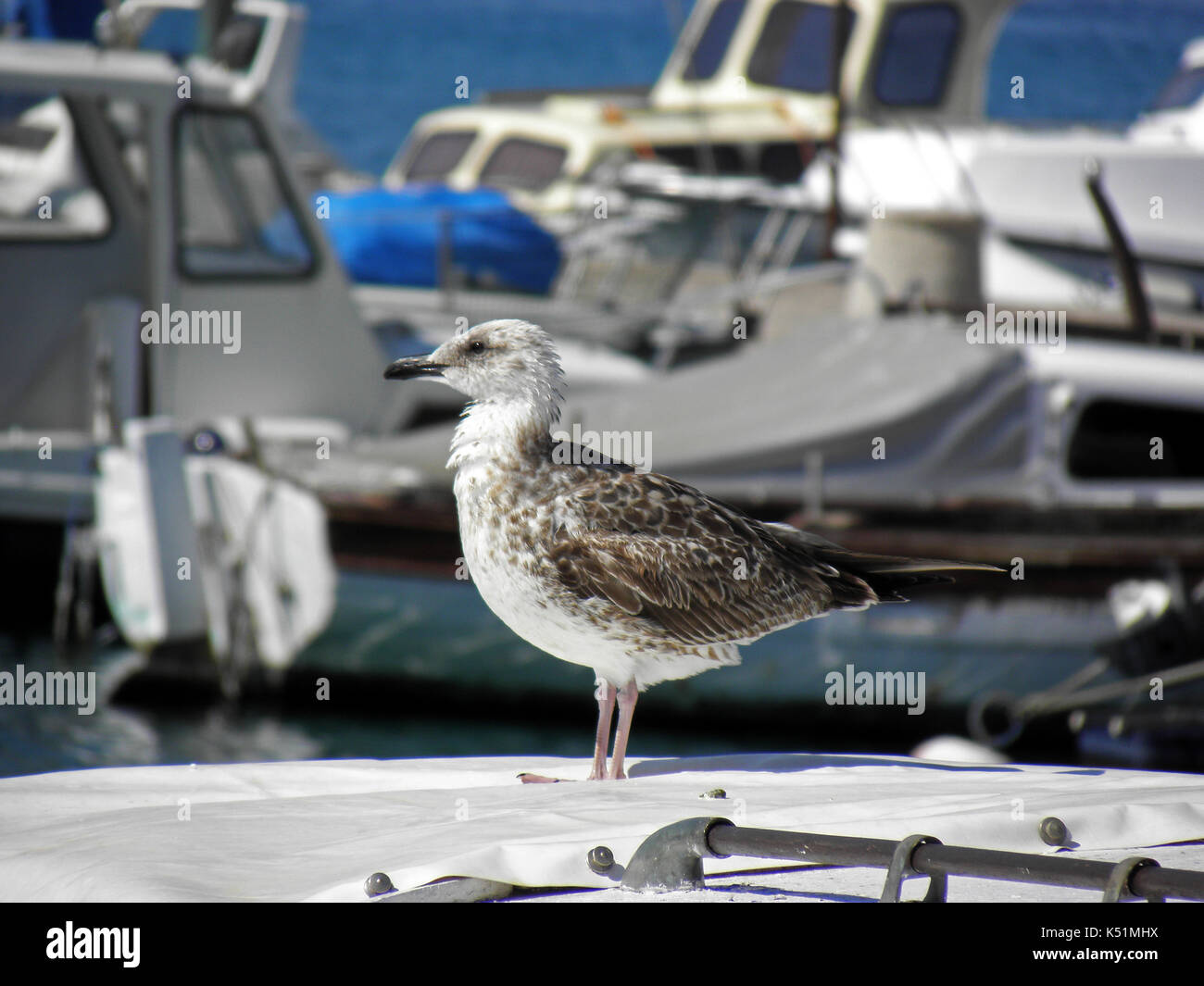 Crikvenica-selce riviera,barche e yacht harbour per l'estate,baby seagull,costa adriatica,croazia,l'Europa,9 Foto Stock