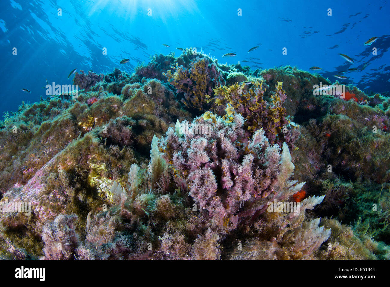 Paesaggio sottomarino con alghe rosse limu kohu (Asparagopsis taxiformis) a Puerto Naos (l'isola di Palma, Isole Canarie, mare Atlantico, Spagna) Foto Stock