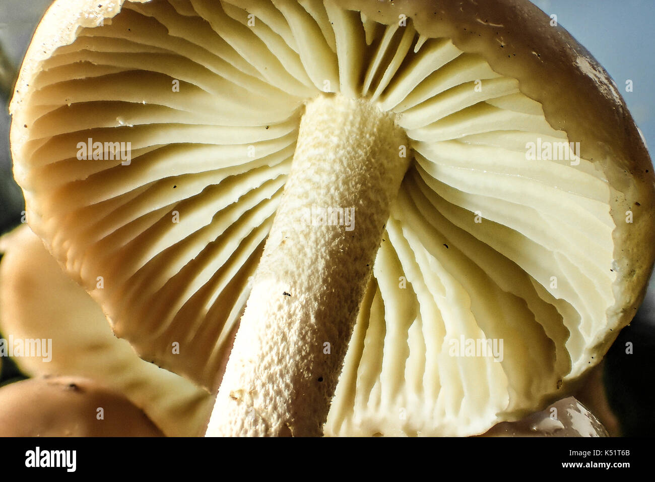 Close up di funghi che crescono in erba Foto Stock