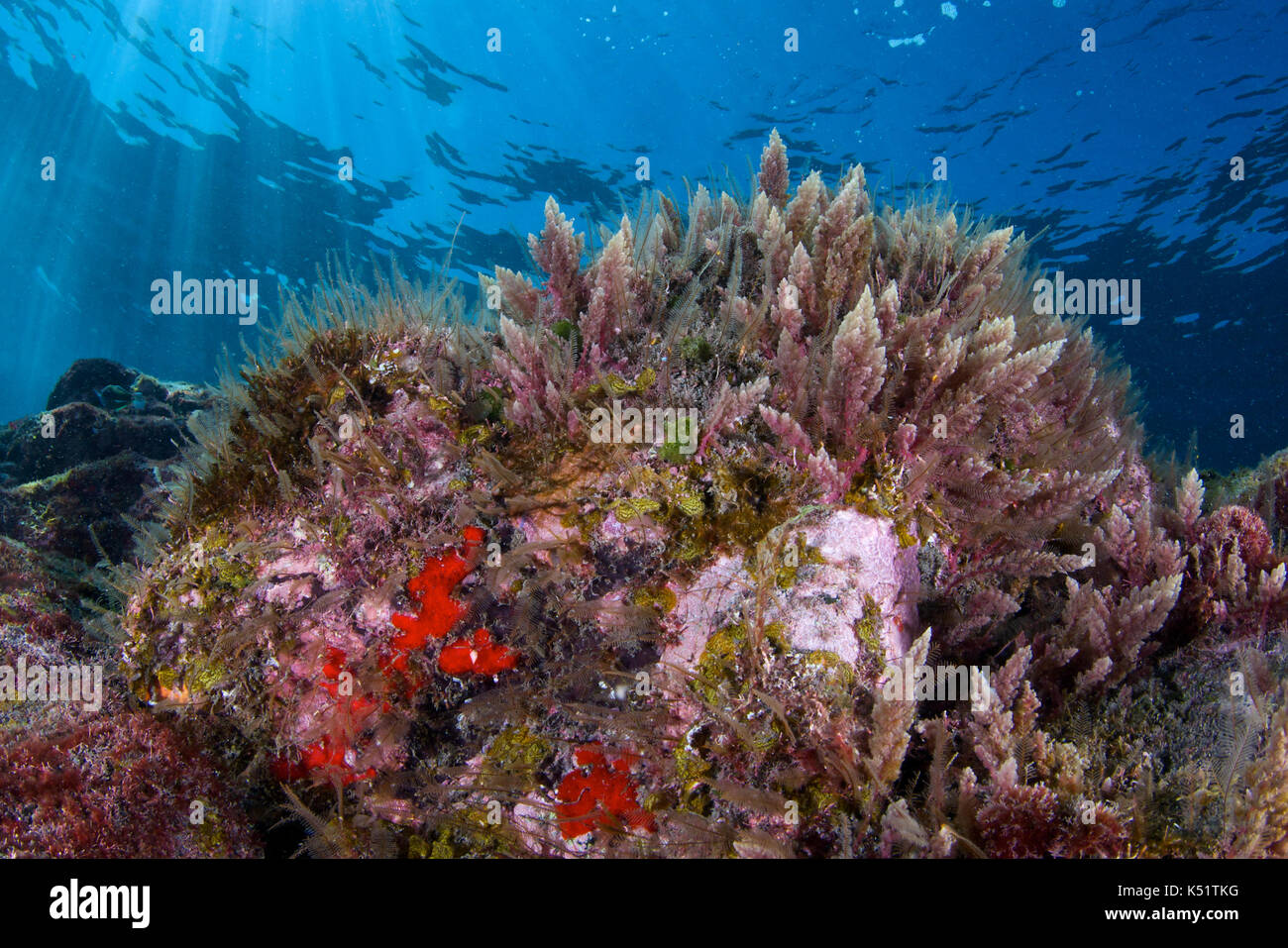Paesaggio sottomarino con alghe rosse limu kohu (Asparagopsis taxiformis) a Puerto Naos (l'isola di Palma, Isole Canarie, mare Atlantico, Spagna) Foto Stock