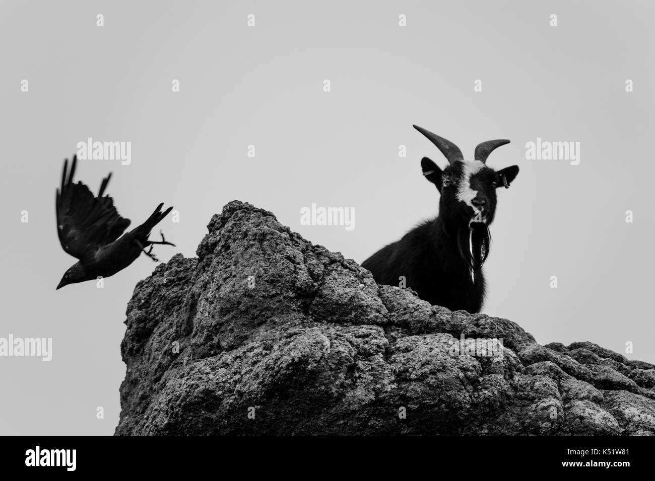 Black Bird battenti fuori da una scogliera con una in bianco e nero di capra Foto Stock