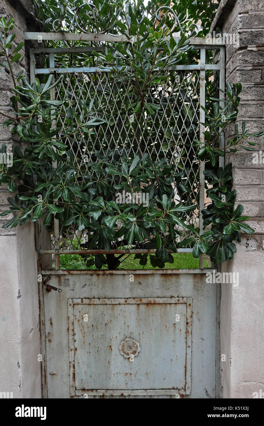 Pianta Infestata da Erbacce rami che crescono attraverso la chiusa di rusty vecchia porta della casa abbandonata. Foto Stock