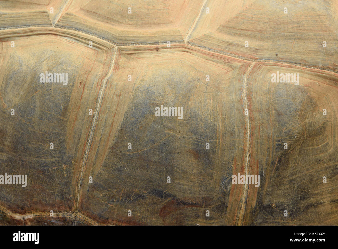 Guscio di tartaruga carapace scutes texture di sfondo. aldabra tartaruga animale rettile macro. Foto Stock