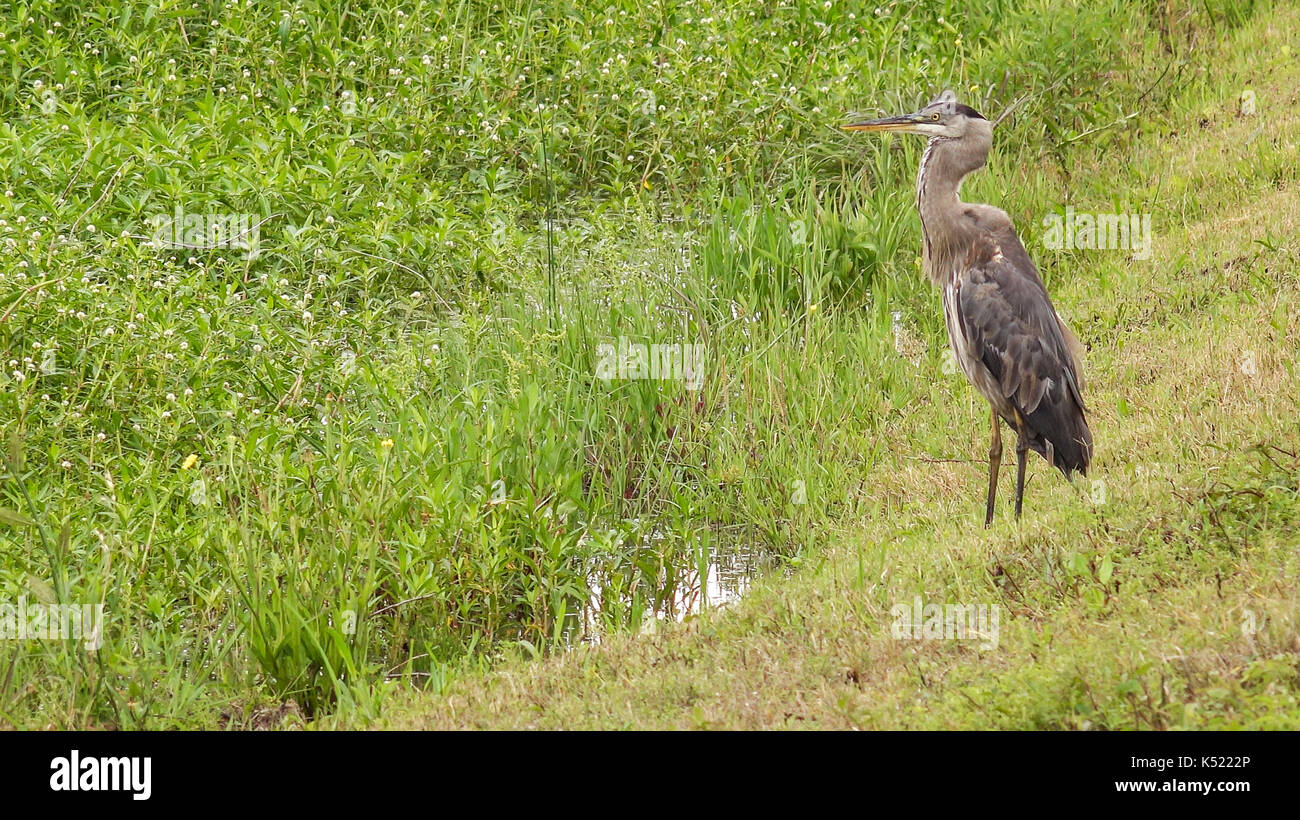 Heron in piedi accanto ad una palude lungo pintail wildlife drive a cameron prairie National Wildlife Refuge in Louisiana Foto Stock