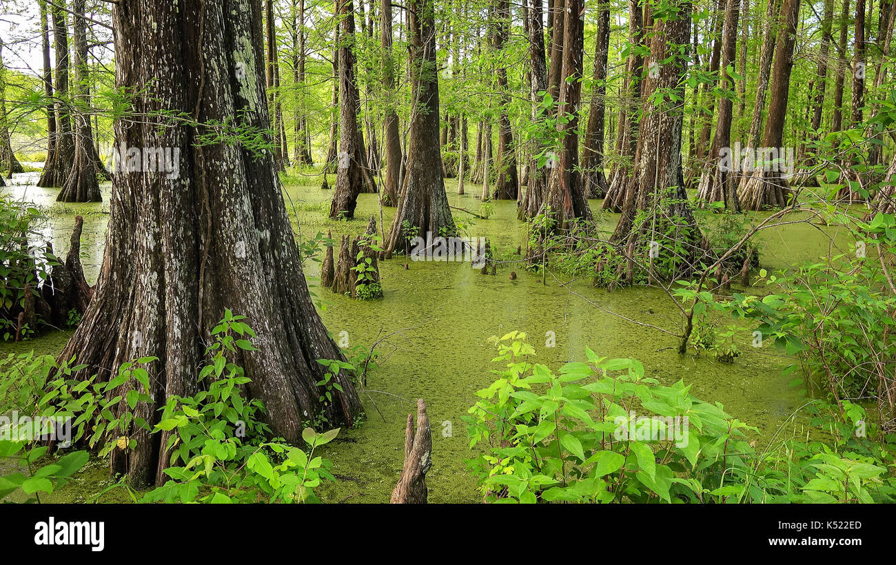 Louisiana Swamp riempito con cipressi a Cypress isola preservare Foto Stock