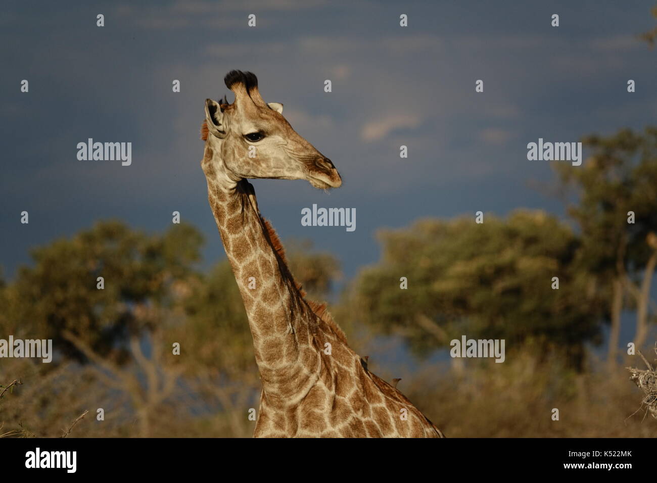 Testa di giraffa che guarda lontano Foto Stock